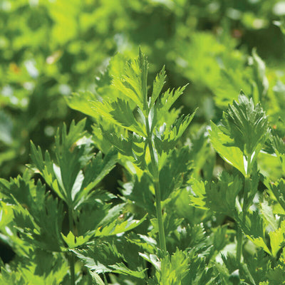 A close-up image of green celery leaves with a blurred background.