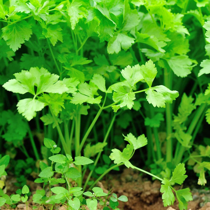 Nan Ling Cutting Celery is an Asian celery variety that has a sweet and delicate flavor. Cutting Celery is the familiar flavor in many Chinese dishes. Known for its smaller size, leaf celery is used for its stalk and leaves.