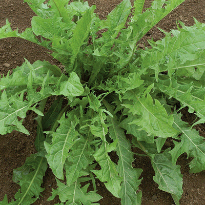 A mature dandelion plant with toothed leaves and a bright yellow flower bud in full sun.