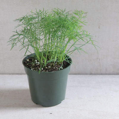 A potted plant of Fernleaf Dill with dark green, feathery leaves growing indoors.