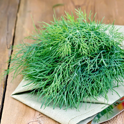 Excellent bunching dill. Strong dill smell and taste. Excellent for canning. Plants have a uniform habit, are slow to bolt, and produce high yields of foliage. Harvest in about 50 days. Germination rate about 80% or better. 