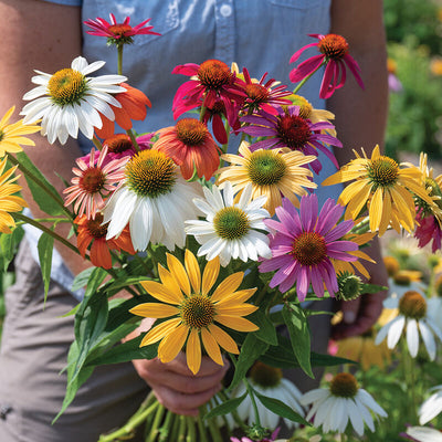 A hand holding a bunch of vibrant Echinacea flowers in shades of magenta, cream, yellow, white, and orange, with a background of more flowers.