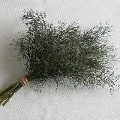 A small bunch of bronze fennel herbs with feathery leaves, bound by a string, on a light background.
