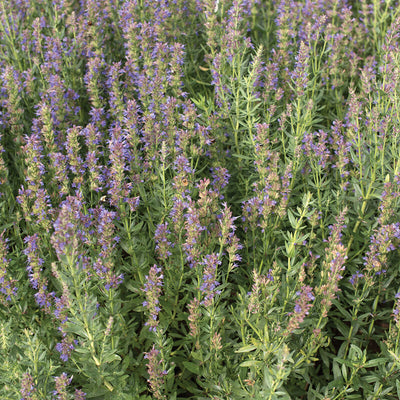 A close-up image of Hyssop flowers, showcasing their bright blue-violet color and characteristic lush green foliage.