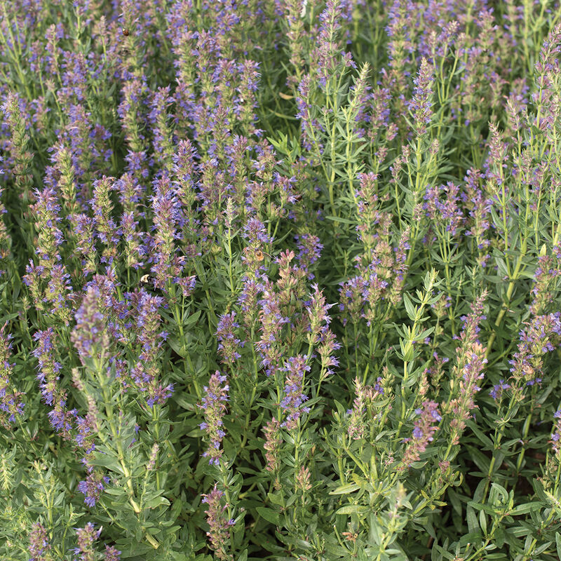 A close-up image of Hyssop flowers, showcasing their bright blue-violet color and characteristic lush green foliage.