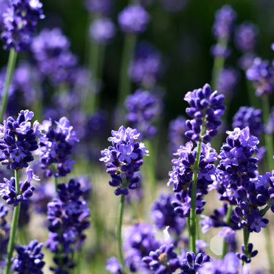 A close-up image of lavender plants in bloom, showing lilac-purple flowers and green stems.