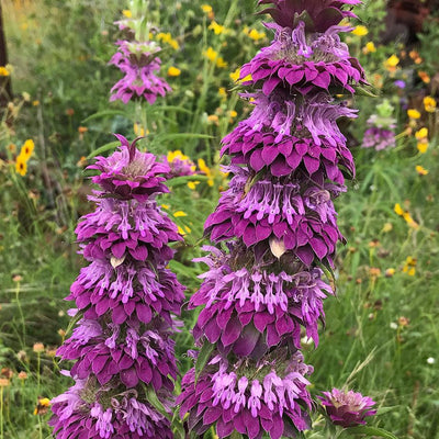 A close-up of purple Lemon Mint (Horsemint) flowers in bloom, showing the delicate and fragrant nature of the plant.