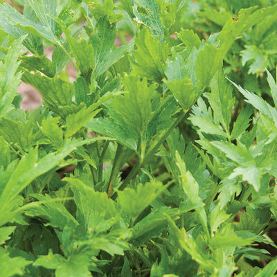 A close-up image of lovage herb leaves, which are used in cooking and have a celery-like appearance.