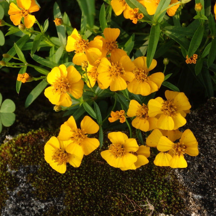 Yellow flowers with green leaves on a rocky surface