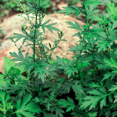 An image showing the green mugwort plant with leafy branches and small flower buds.