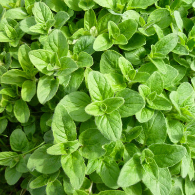 Close-up of a dense patch of green leaves