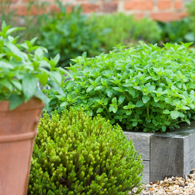 Greek Oregano has a heavy oregano aroma, making it great for pizza and Italian cooking. Characteristic dark green leaves with white flowers.  Grows great in containers.  Some countries used oregano as an antiseptic, as well as a cure for stomach and respiratory ailments. 