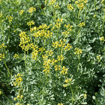 Close-up of Herb Rue flowers with lacy blue-green foliage in the background.