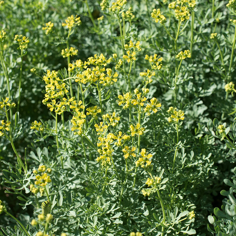 Close-up of Herb Rue flowers with lacy blue-green foliage in the background.