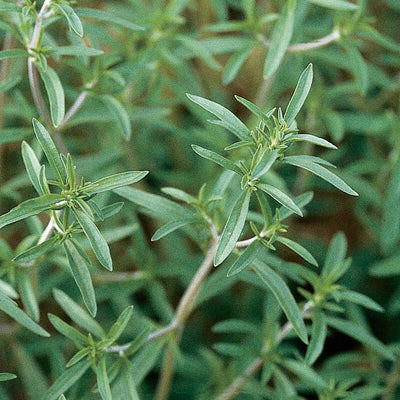 Close-up of Summer Savory herb with small lancet-shaped leaves.