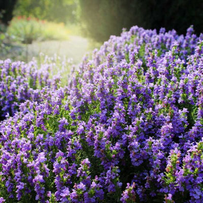 Field of purple flowers with a blurred background