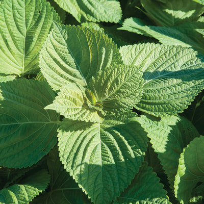Close-up of green shiso leaves with a pink tinge, indicating the heirloom seed variety Asia IP 200.
