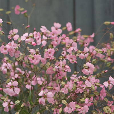 Herb Soapwort is an upright plant with lance-shaped leaves and pretty white/pink flowers.

The Soapwort root is loaded with saponins which can be used as a soap substitute. 