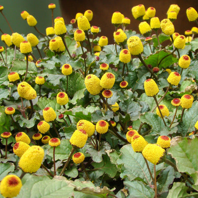 A photo showing yellow flower heads of the Herb Spilanthes Lemon Drop, commonly known as toothache plant, in a garden setting.