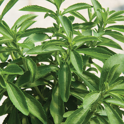 A close-up image of stevia plants with green leaves.