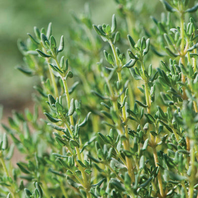 Close-up of Thyme German Winter with small green leaves and woody stems.
