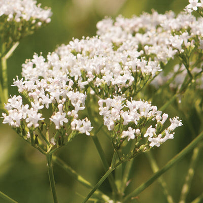 A close-up of white flowers from a Valerian plant.