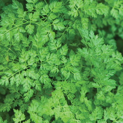 Close-up of green Chervil leaves showing their texture and freshness.