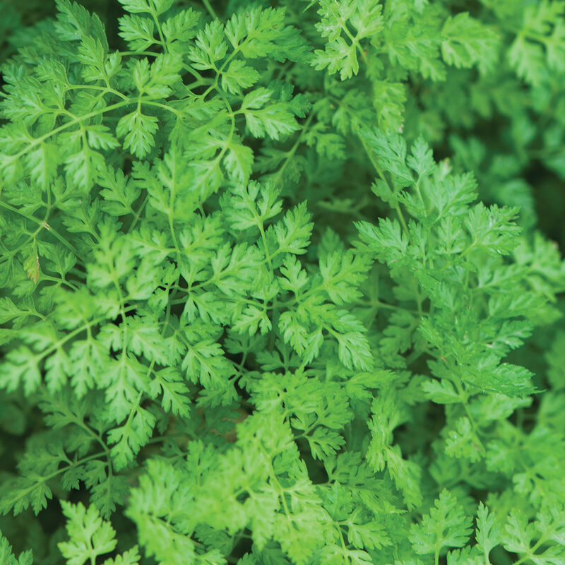 Close-up of green Chervil leaves showing their texture and freshness.