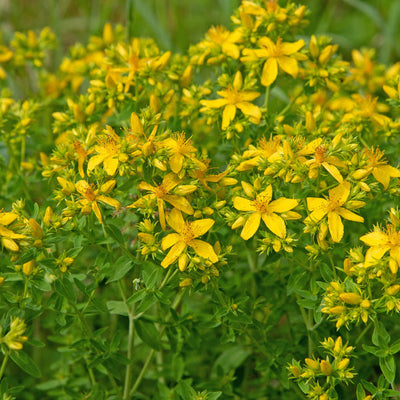 Saint Johns Wort is a multifaceted medicinal herb that is championed by its practitioners as an almost universal cure-all.&nbsp; It is known as Saint Johns Wort, as it was once harvested on St. Johns Day.

The plants were traditionally hung above religious icons in the house, to ward off evil spirits.

St. Johns Wort is used for mild depression and insomnia, and also acts as a pain reliever if used topically on sunburn and to soothe minor aches and pains.

Plant St. John's Wort seeds in a sunny spot in sand