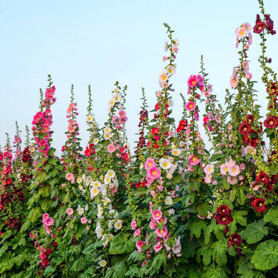 A garden classic, popularly found in English and cottage-style landscapes, Hollyhock Single Mix features a lovely range of pinks and reds blooming summer into fall.

The quintessential hollyhock for the classic cottage garden
Biennial; Iconic, pollinator-friendly blooms
Mid - Late season, blooms summer into fall
Prefers full sun exposure