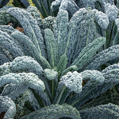 A close-up image of a cluster of dark blue-green, savoy kale leaves with long, narrow shapes, characteristic of Black Magic Kale.
