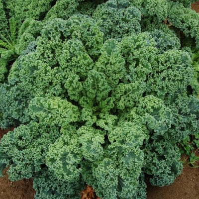 A cluster of Blue Curled Scotch kale with vibrant green, crinkled leaves growing in the ground.