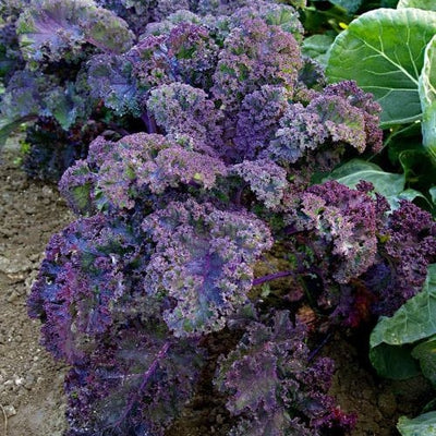 A cluster of scarlet kale with broad, frilly, purple leaves growing on upright stalks in soil.