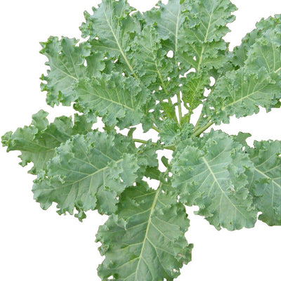 A Siberian kale plant with thick, green, round-oval leaves and frilled edges, growing on a ground surface.
