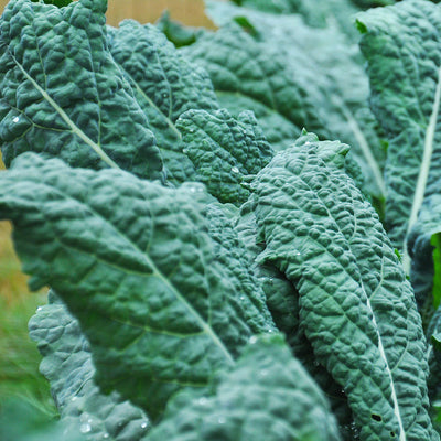 Close-up image of crinkled dark blue-green leaves of Kale Toscano.