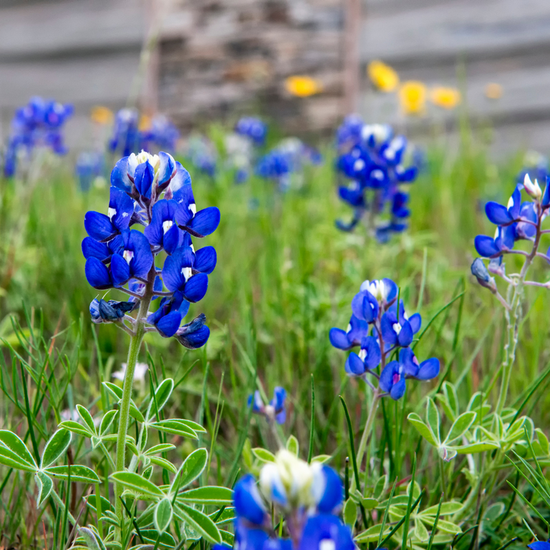 Introducing the Lady Bird Johnson Royal Blue Texas Bluebonnets! Prepare to be mesmerized by the deep cobalt blue hue of these exquisite flowers.

Lady Bird Johnson Royal Blue Texas Bluebonnets will add a touch of elegance and charm to any garden or landscape. With their vibrant color and graceful blooms, they are sure to be the highlight of your outdoor space.

Embrace the beauty of Texas with Lady Bird Johnson Royal Blue Texas Bluebonnets and create a picturesque scene that will leave everyone in awe.