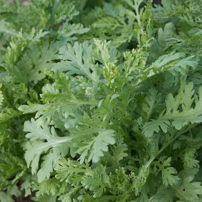 Aromatic, edible chrysanthemum greens. Cut greens when about 4 to 8 inches tall for a flavorful addition to salads, vegetables, pickles, and sushi. Plant more thickly than other greens. Small orange and yellow chrysanthemum flowers appear later on unharvested plants. This is the preferred "fine" or "small" leaf strain.  Harvest in about 21 days for a baby size and 45 days to fully mature. Germination rate about 80% and better.