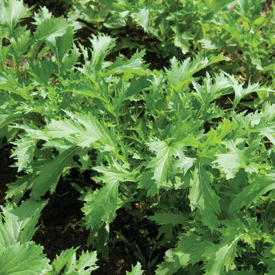 A close-up image of Leafy Greens Asian Mizuna plants with feathery green leaves.