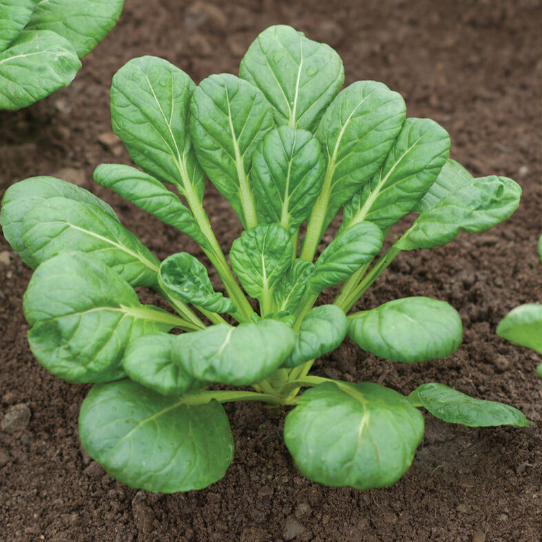 A fresh tatsoi plant with green leaves growing in soil.