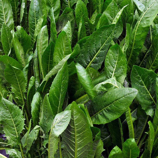 A close-up image of green Catalogna Special chicory leaves with visible white midribs.