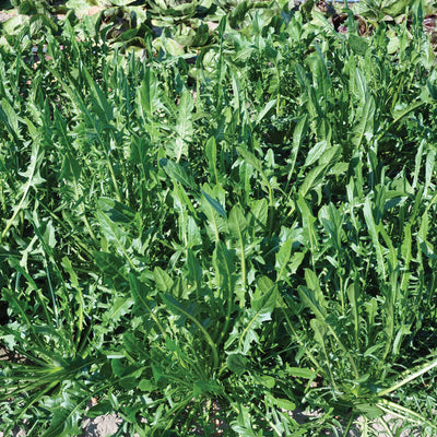 A group of leafy green chicory dandelion plants with jagged leaves, indicating fresh, vibrant growth.