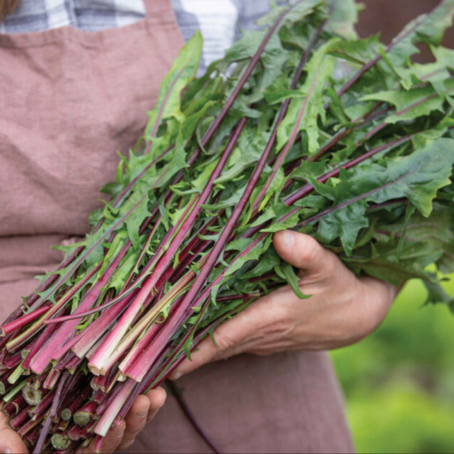 A person holding a bunch of Italiko Red chicory with bold red stems and deeply-lobed green leaves.
