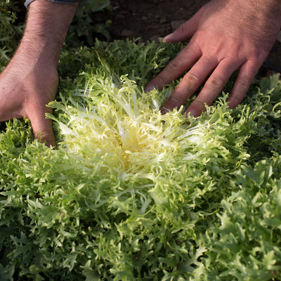 A hand harvesting leafy greens chicory with a bright green, jagged leaf texture.