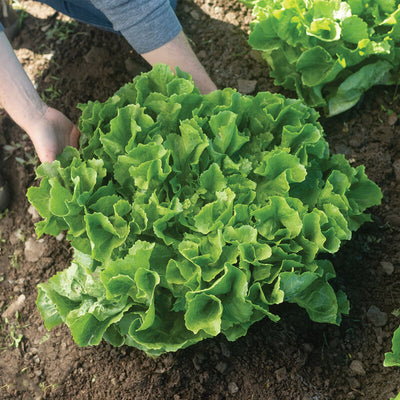 Leafy Greens Chicory Escarole Eliance grows upright and is slow to bolt (go to seed).

Chicory Escarole Eliance is a dark green escarole with delicate, nutty flavor. Later to mature than Eros, making it a nice complement in harvest timing.

Suitable for all seasons.

Harvest in about 50 days. Germination rate about 80% or better.

Our Non-GMO seeds are sustainable. Our packaging is environmentally friendly, climate friendly, reusable, and recyclable.