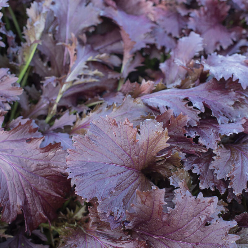 Miz America Mustard Greens produce exceptionally dark red, deeply lobed leaves.
Delicate, toothed leaves are dark red on both sides for a striking addition to salad mixes.
Uniform leaf size and shape, with a mild flavor,
Easy to grow.