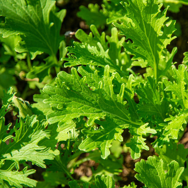 A close-up image of Southern Giant Curled Mustard green leaves, showing their bright green color and curly texture.