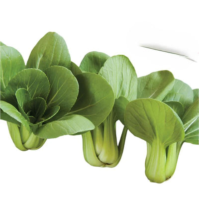 A group of fresh Pac Choi Win Win leaves with white stems and green leaves.