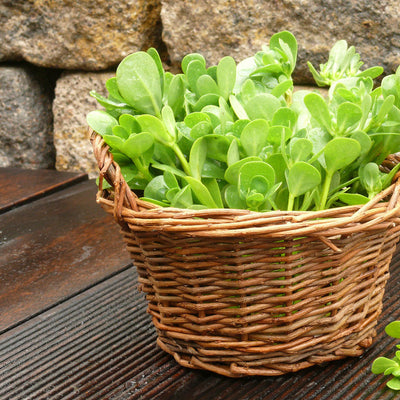 A basket filled with fresh purslane leaves, with visible green and yellow hues.