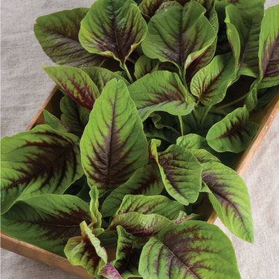A group of leafy greens with red and green leaves, Amaranth, in a wooden container.