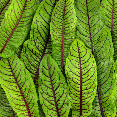 A group of leafy greens with red veins and dark green leaves.